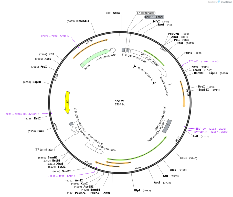 229483-plasmid-map-sequence-id-455009