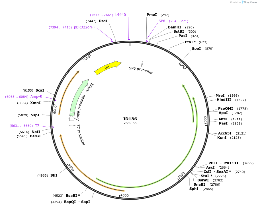 229497-plasmid-map-sequence-id-455016