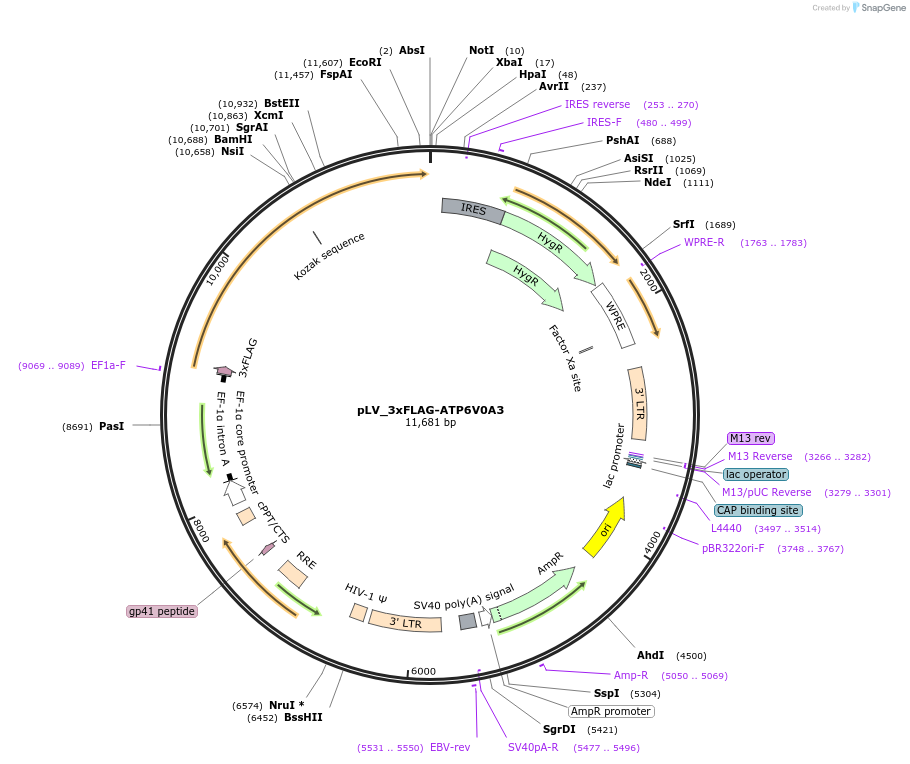 228866-plasmid-map-sequence-id-455019