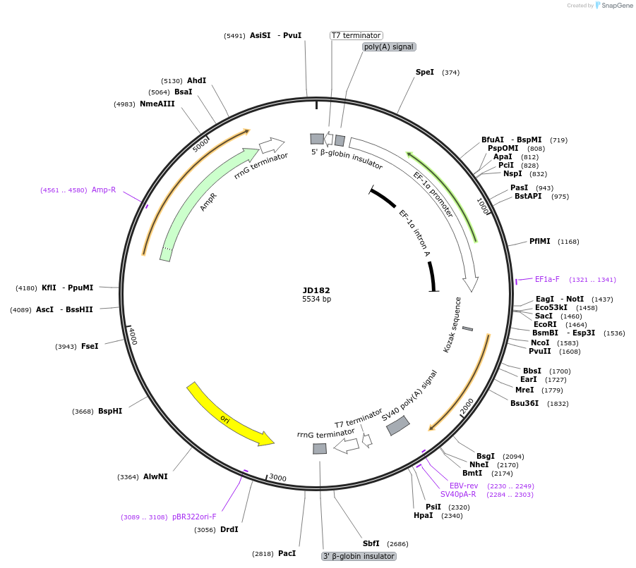229488-plasmid-map-sequence-id-455021