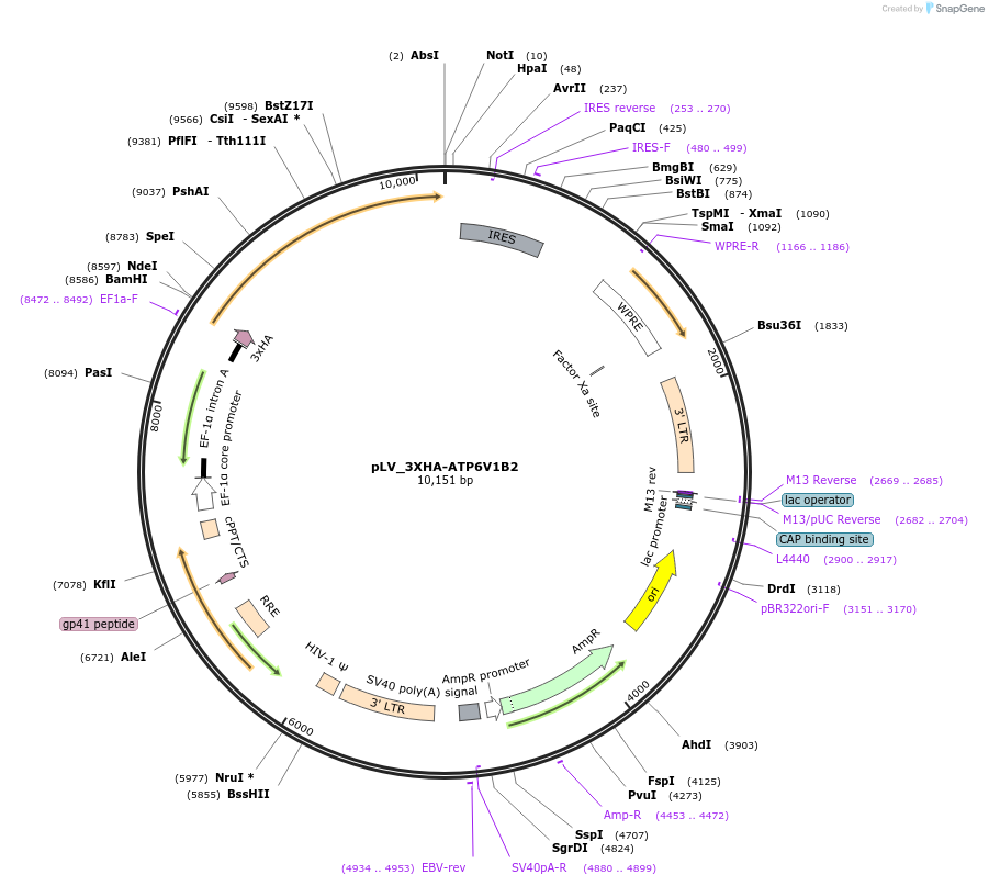 228864-plasmid-map-sequence-id-455023