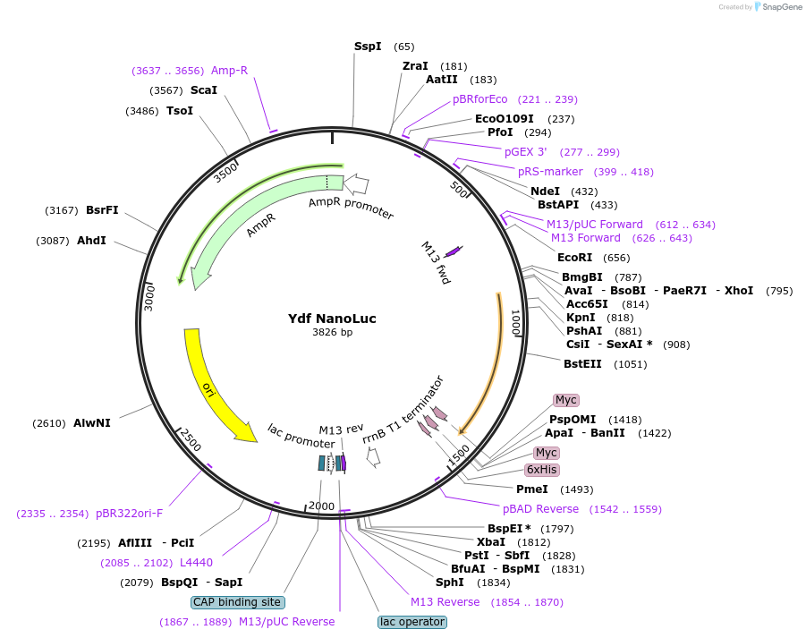 225656-plasmid-map-sequence-id-455061