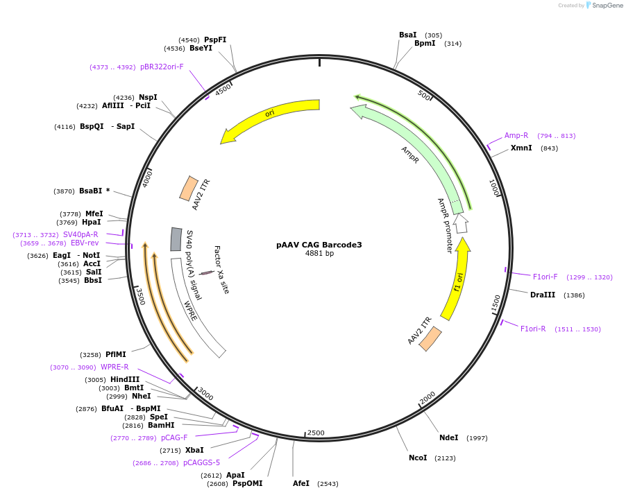 229064-plasmid-map-sequence-id-455087