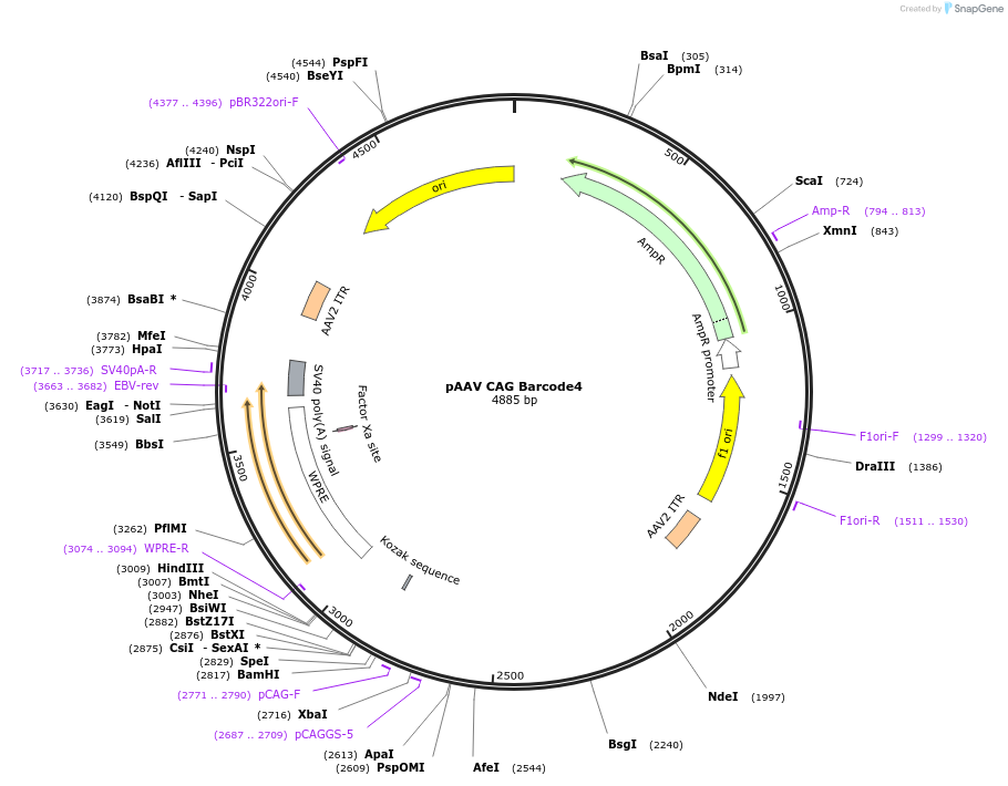 229065-plasmid-map-sequence-id-455089