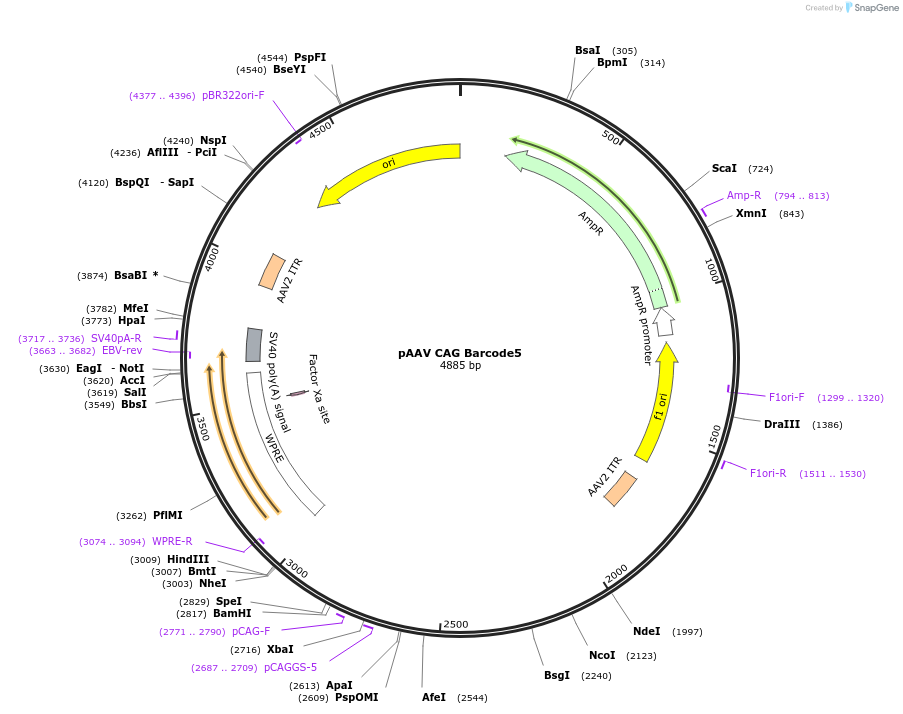 229067-plasmid-map-sequence-id-455090