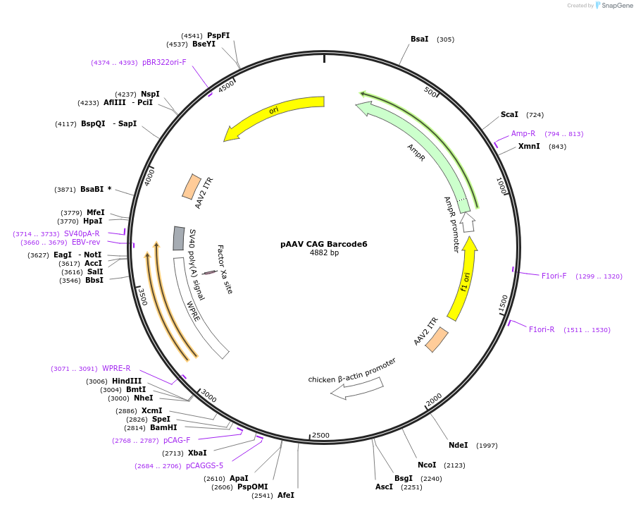229068-plasmid-map-sequence-id-455091