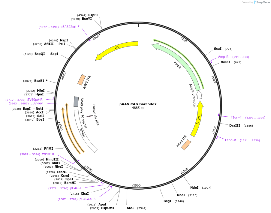 229069-plasmid-map-sequence-id-455092