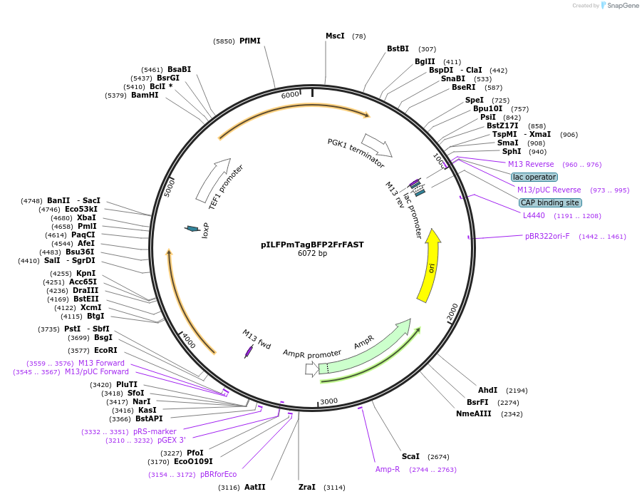 223839-plasmid-map-sequence-id-455093
