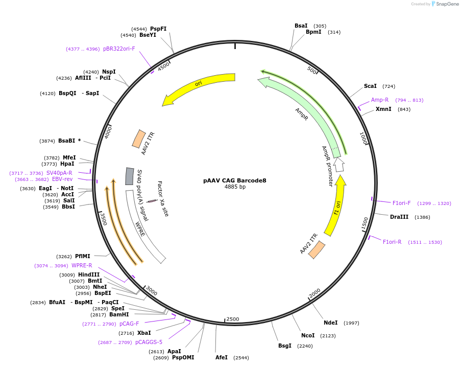 229070-plasmid-map-sequence-id-455094