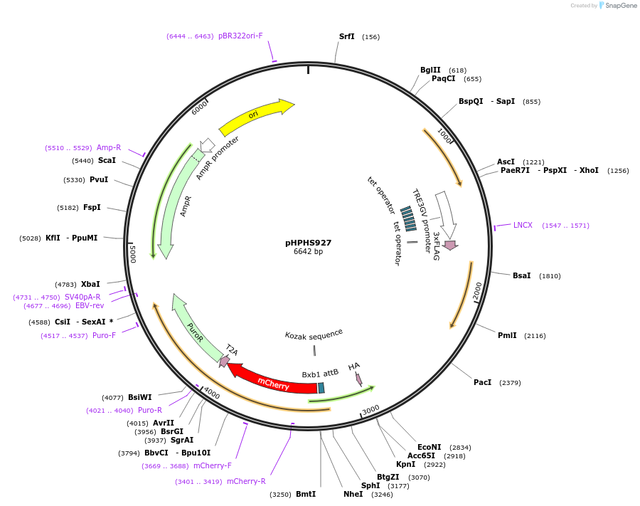 228238-plasmid-map-sequence-id-455144