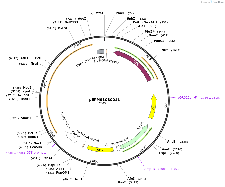 227536-plasmid-map-sequence-id-455190