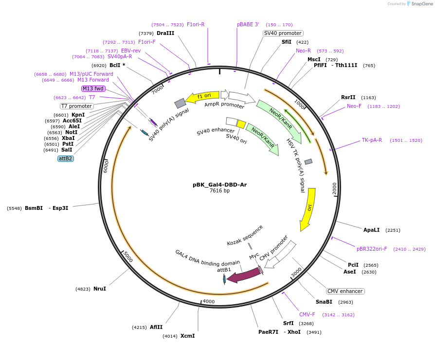 227098-plasmid-map-sequence-id-455197