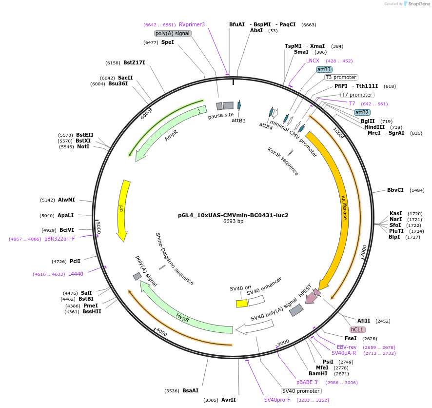 227123-plasmid-map-sequence-id-455198