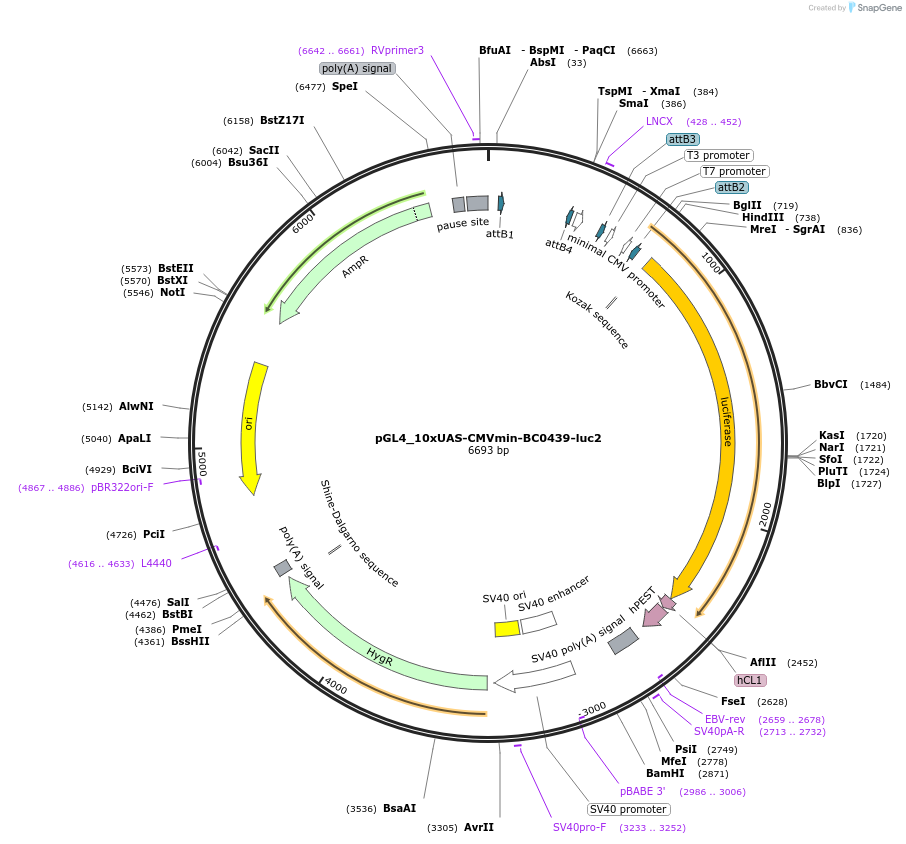 227127-plasmid-map-sequence-id-455203