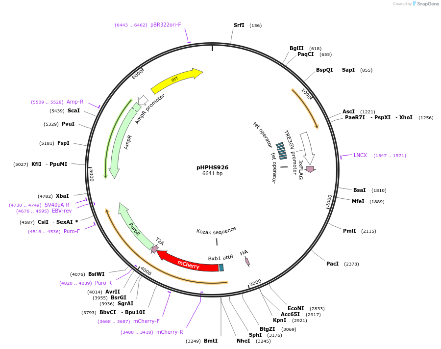 228237-plasmid-map-sequence-id-455212