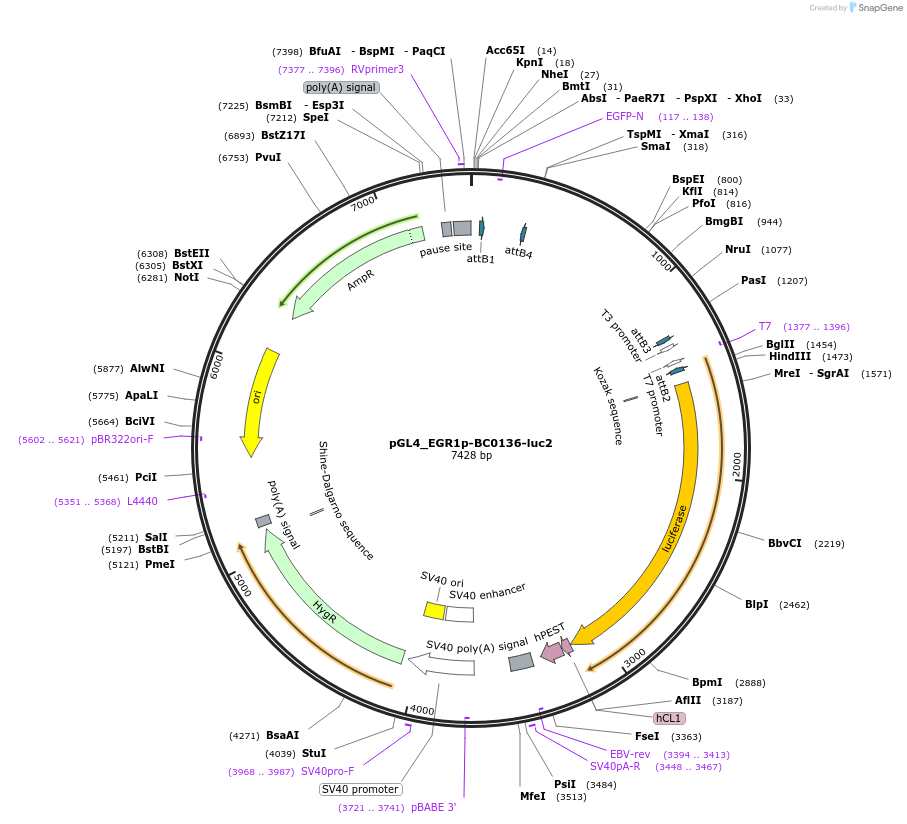 227137-plasmid-map-sequence-id-455218