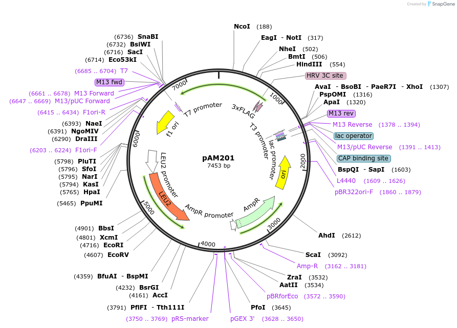 227660-plasmid-map-sequence-id-455221