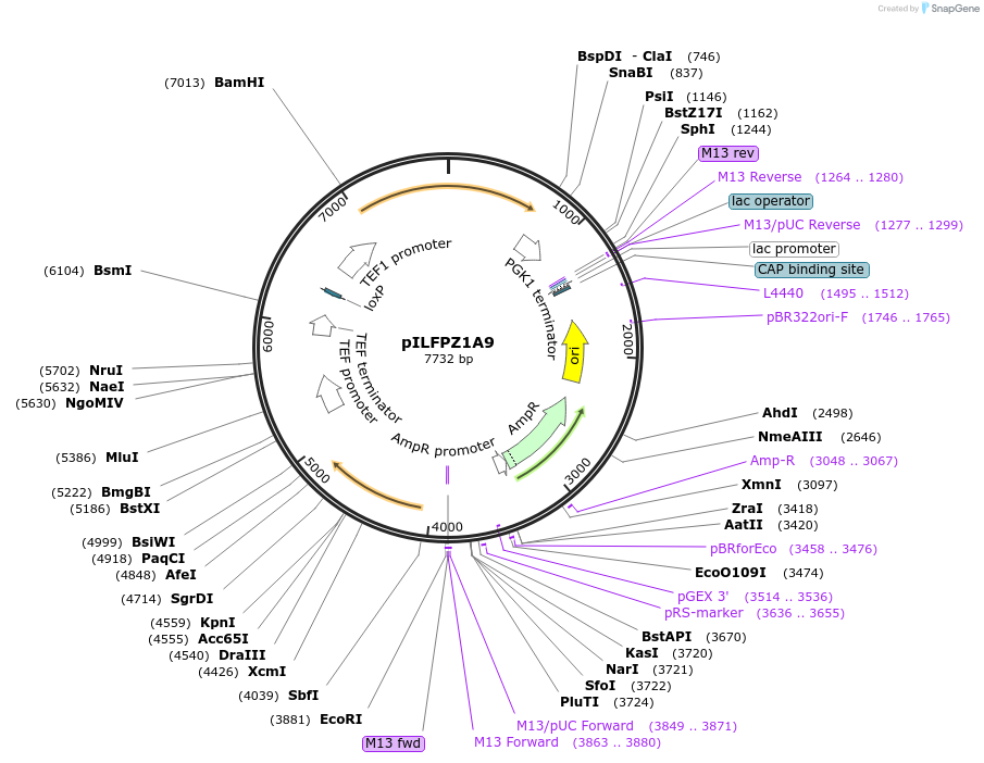 223835-plasmid-map-sequence-id-455224