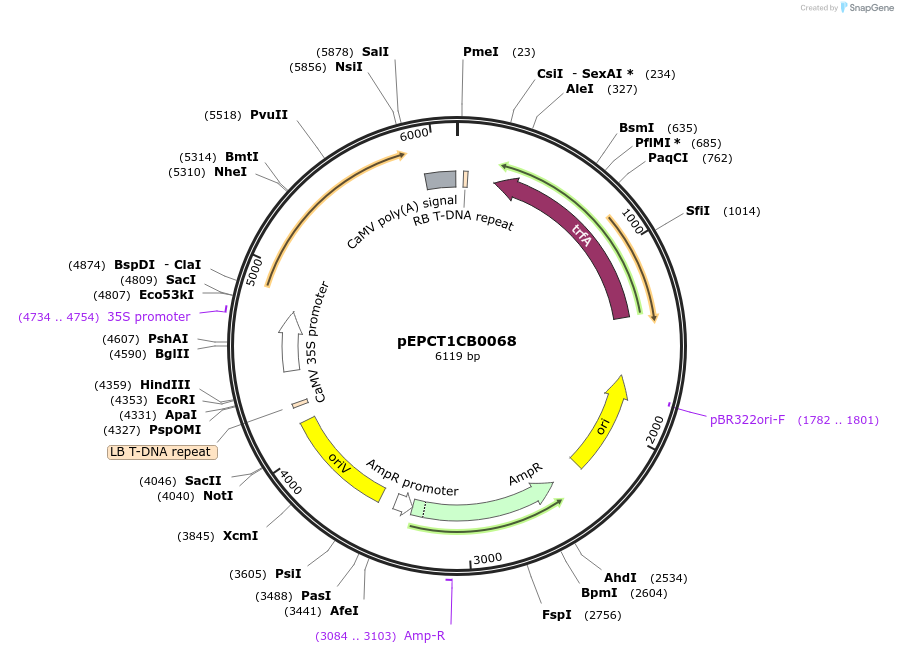 227554-plasmid-map-sequence-id-455238