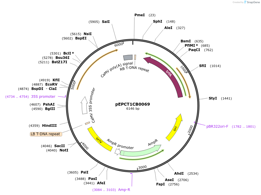 227555-plasmid-map-sequence-id-455245