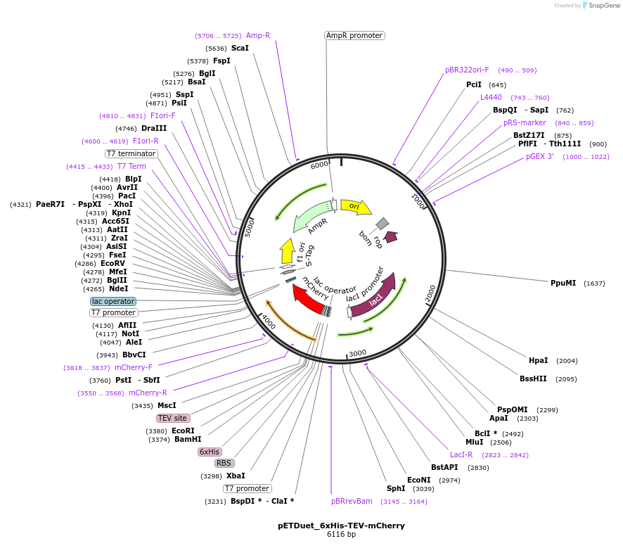 227710-plasmid-map-sequence-id-455260