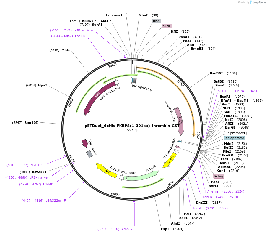 227712-plasmid-map-sequence-id-455264