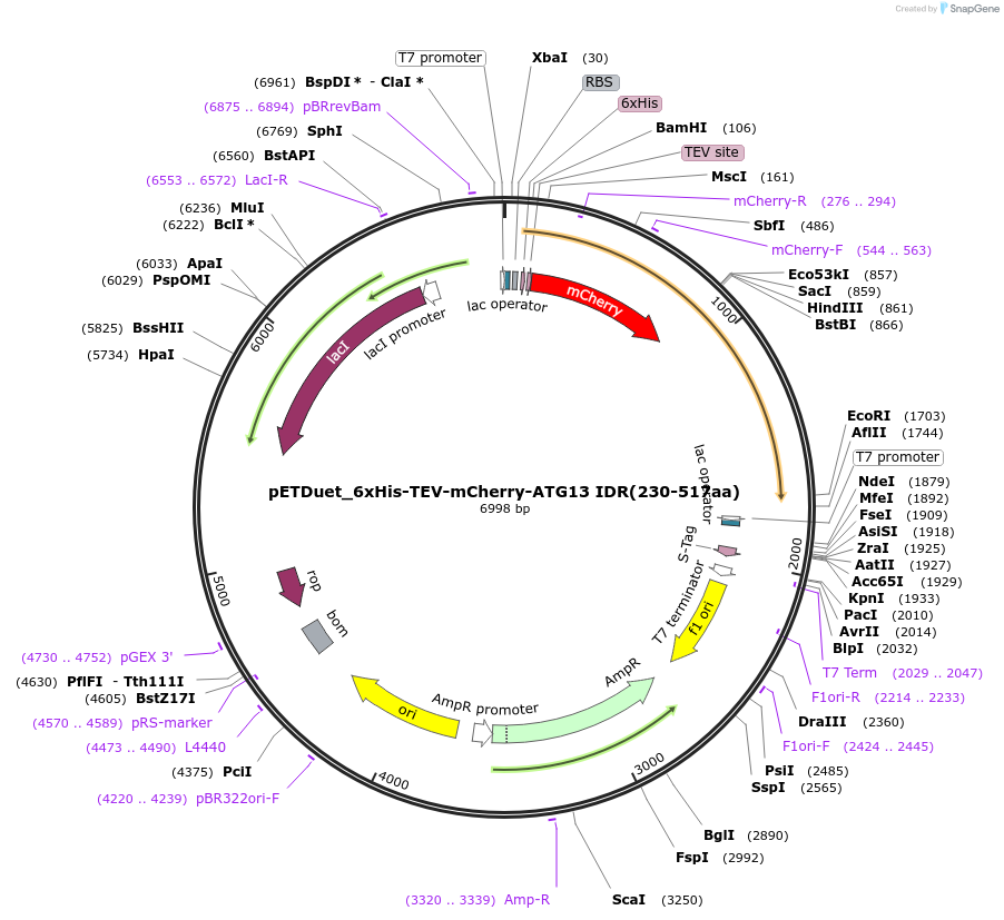 227711-plasmid-map-sequence-id-455265