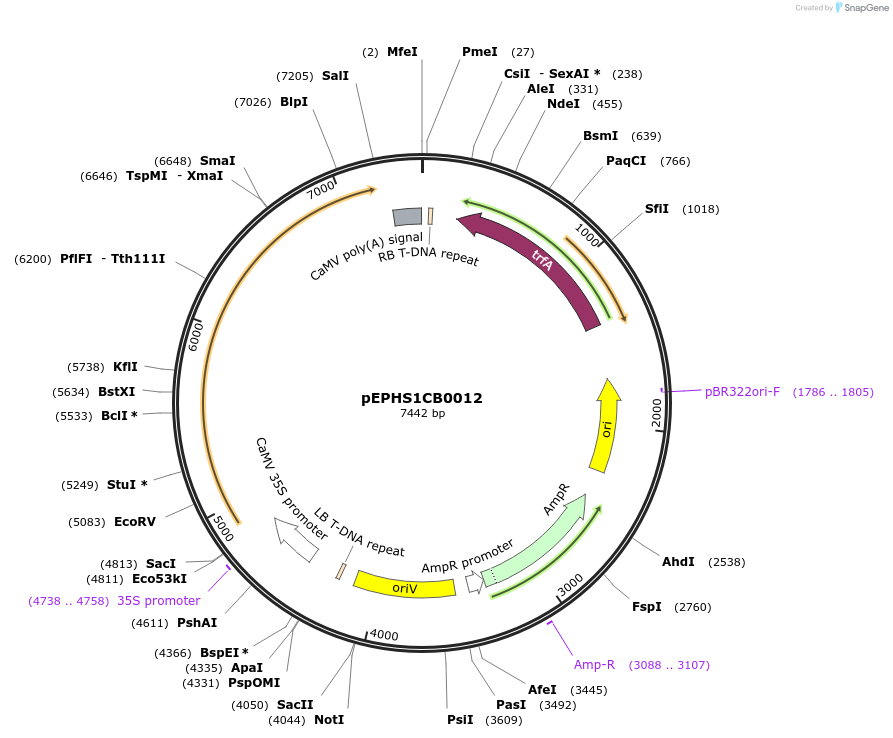 227568-plasmid-map-sequence-id-455280