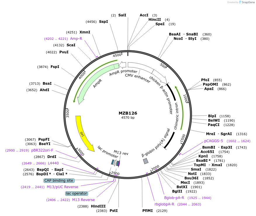 228482-plasmid-map-sequence-id-455286