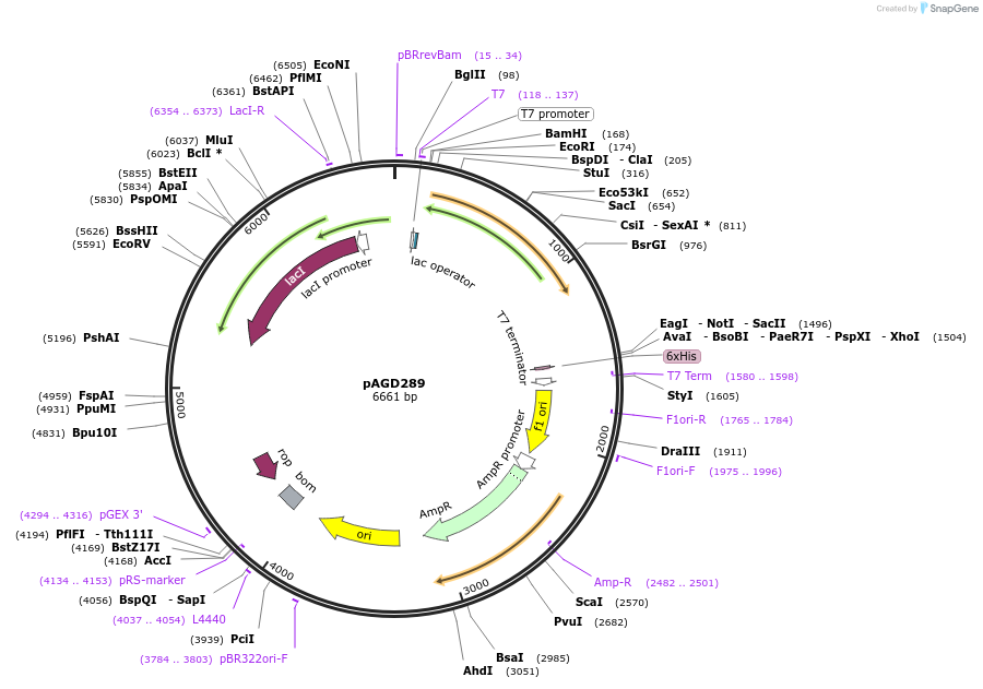 228113-plasmid-map-sequence-id-455374