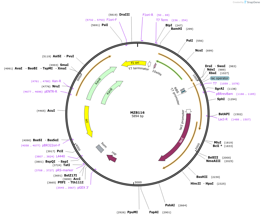 228480-plasmid-map-sequence-id-455378