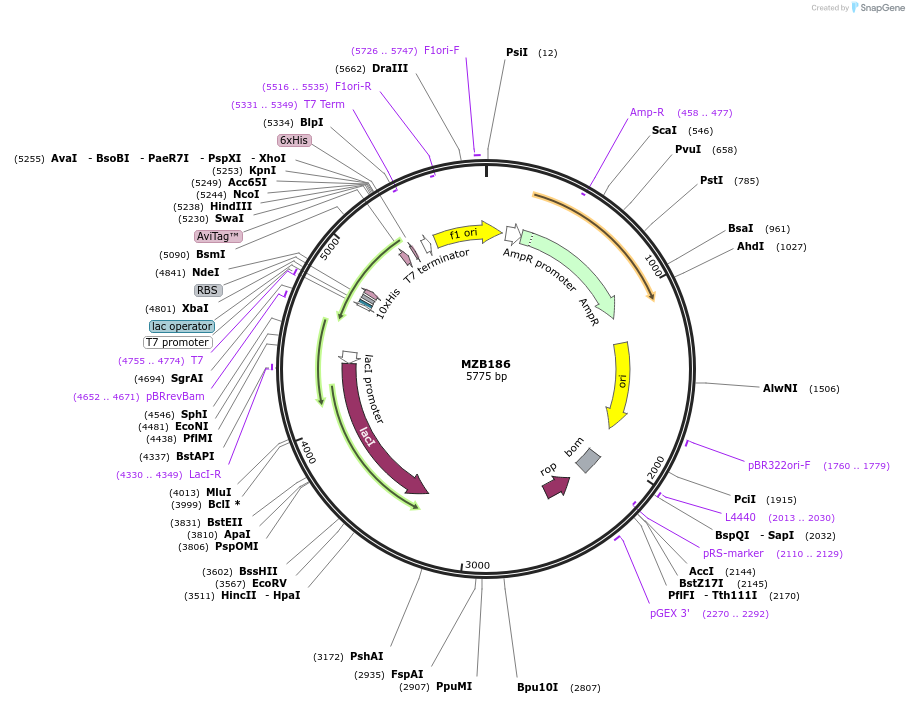 228489-plasmid-map-sequence-id-455379