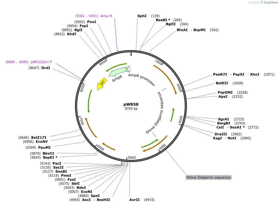 202795-plasmid-map-sequence-id-455380