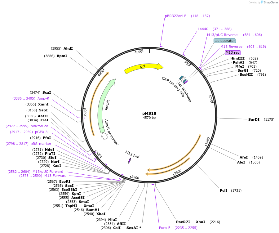 225681-plasmid-map-sequence-id-455386