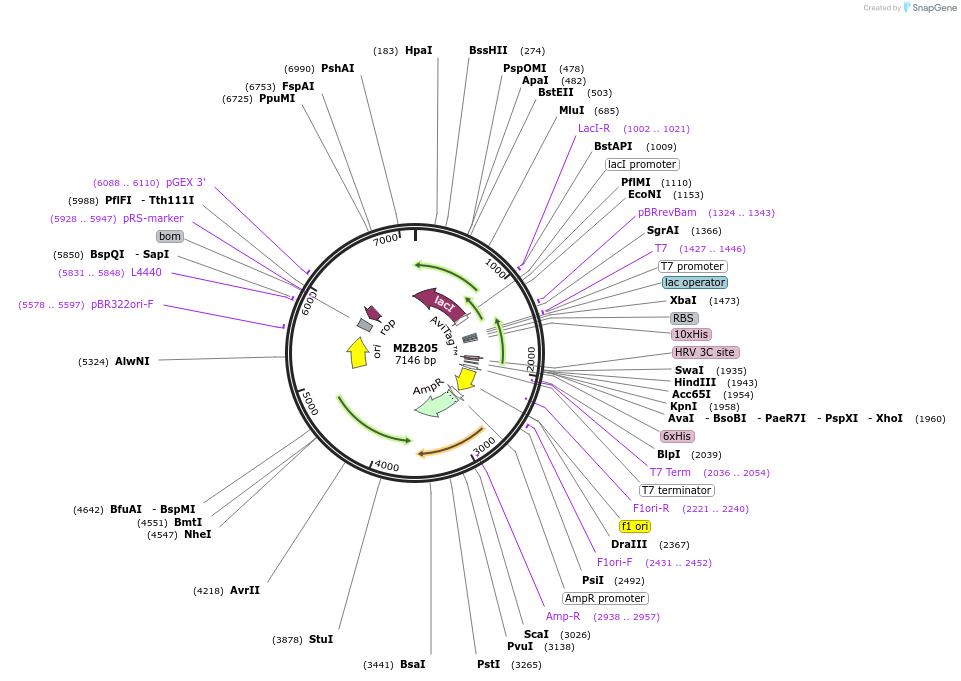 228490-plasmid-map-sequence-id-455387