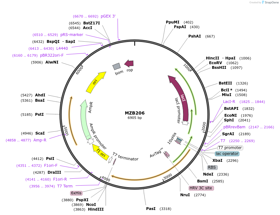 228493-plasmid-map-sequence-id-455388