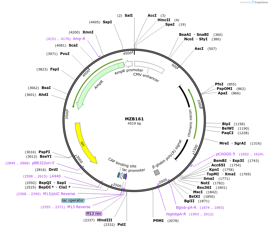 228486-plasmid-map-sequence-id-455389