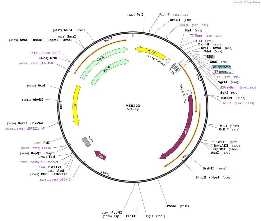 228491-plasmid-map-sequence-id-455392