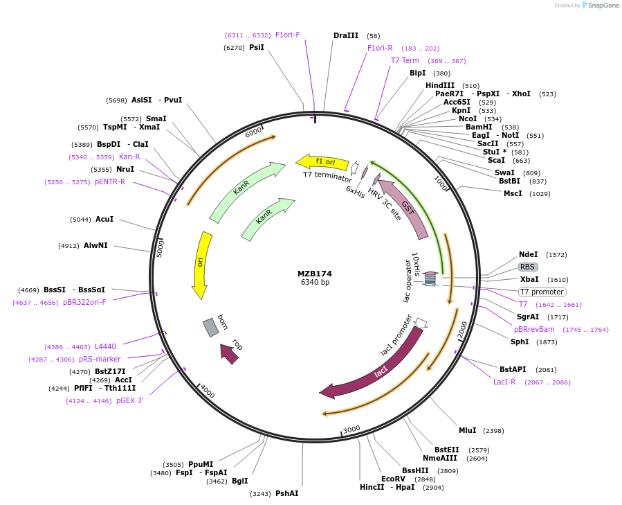 228487-plasmid-map-sequence-id-455394