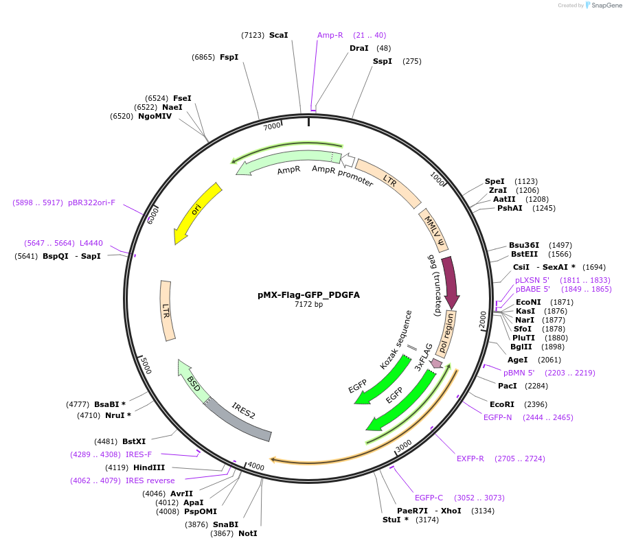 227949-plasmid-map-sequence-id-455397