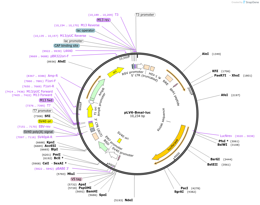 68833-plasmid-map-sequence-id-455401