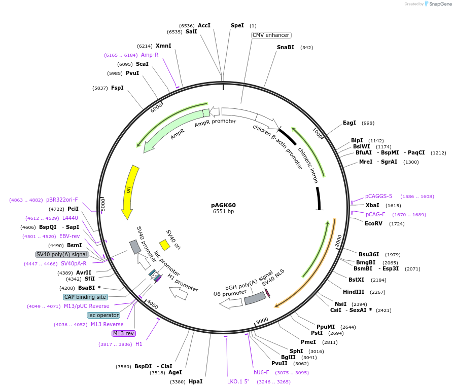228120-plasmid-map-sequence-id-455404