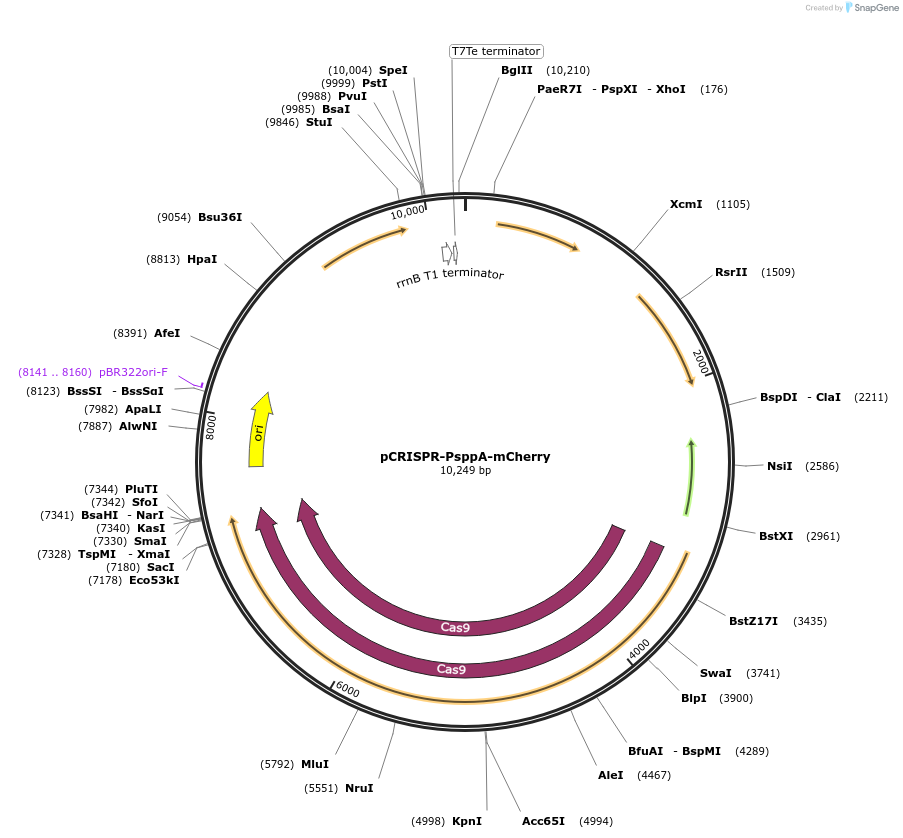 225428-plasmid-map-sequence-id-455426