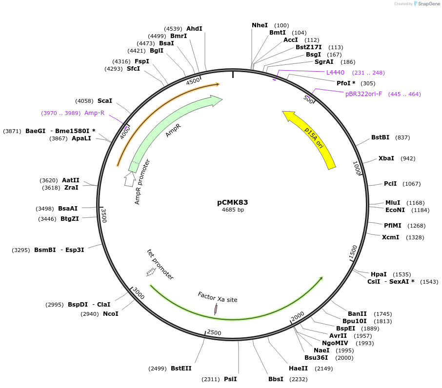 226793-plasmid-map-sequence-id-455428