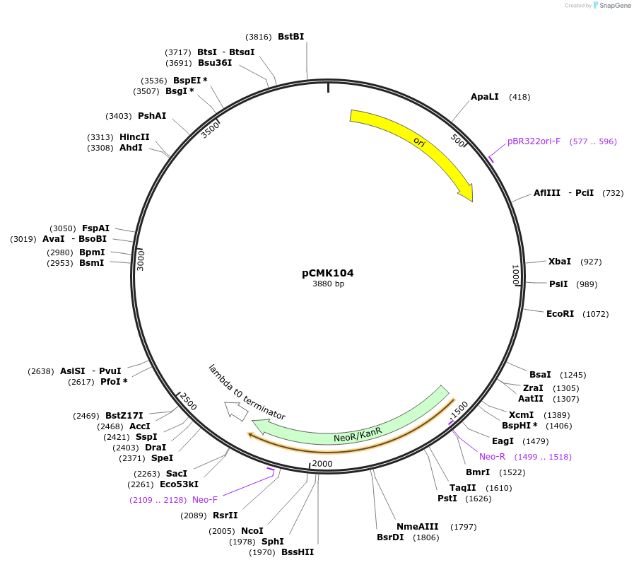 226804-plasmid-map-sequence-id-455437
