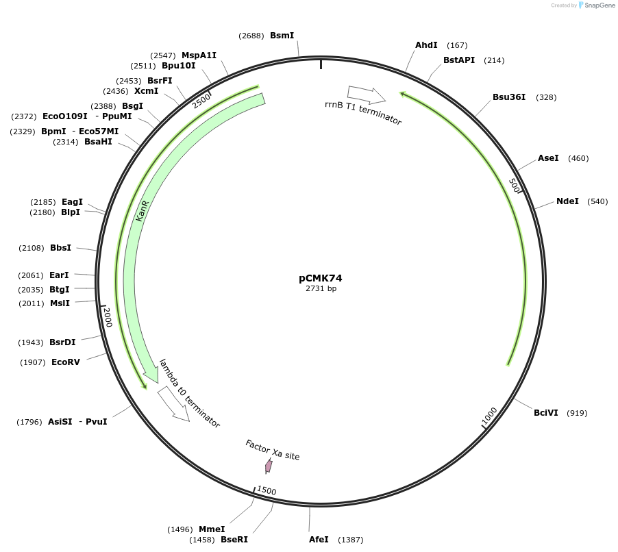 226657-plasmid-map-sequence-id-455440