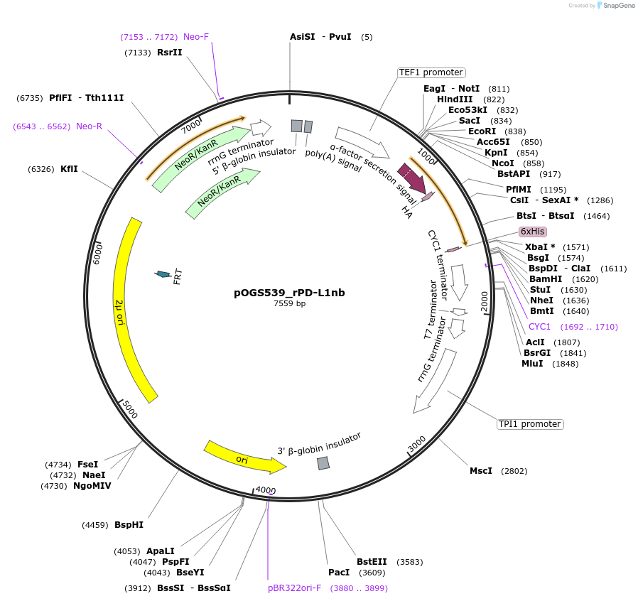 226717-plasmid-map-sequence-id-455449