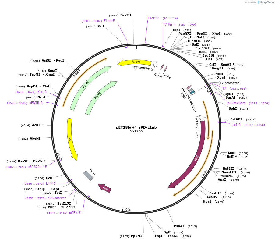 226715-plasmid-map-sequence-id-455451