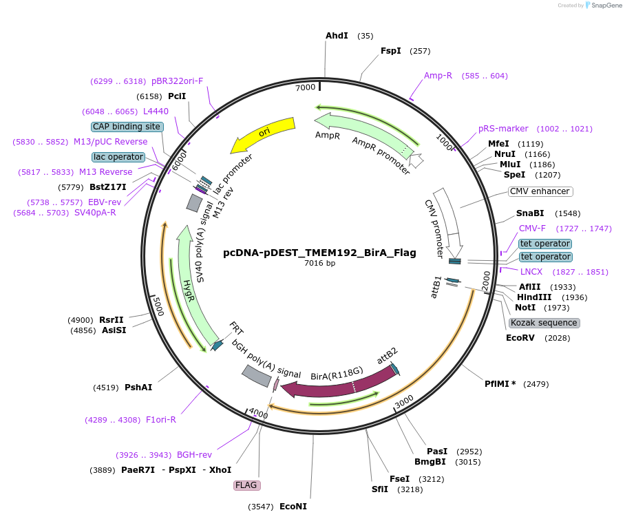227958-plasmid-map-sequence-id-455455