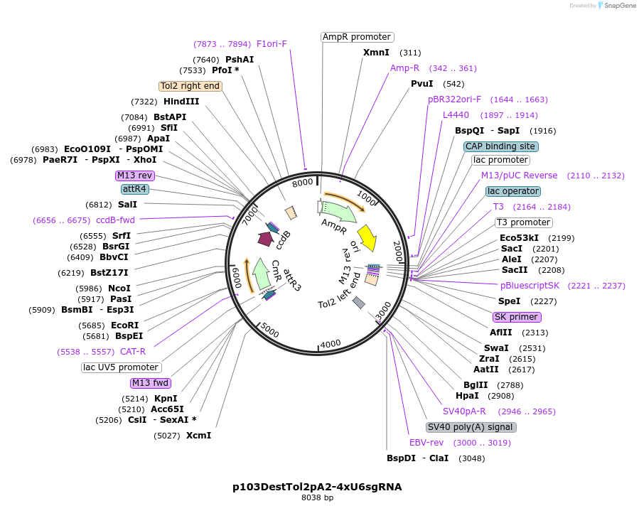 227778-plasmid-map-sequence-id-455502